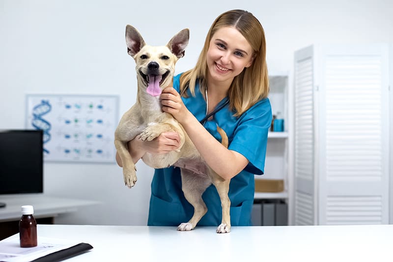 Jornada de salud animal